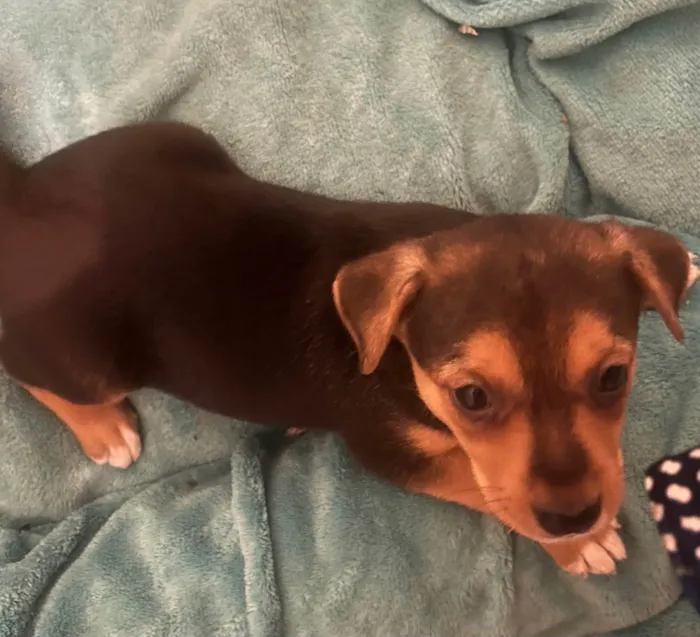 Cachorro ra a SRD-ViraLata idade Abaixo de 2 meses nome Ana Clara