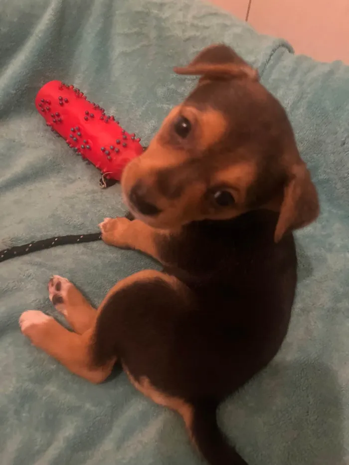 Cachorro ra a SRD-ViraLata idade Abaixo de 2 meses nome Ana Clara