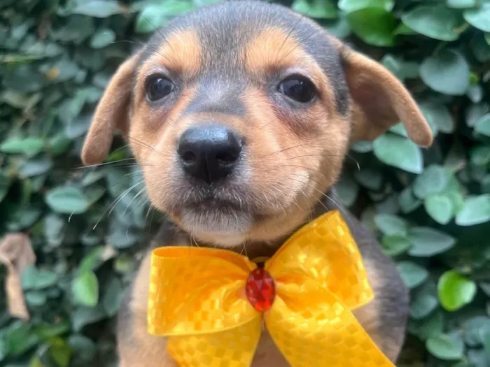 Cachorro ra a SRD-ViraLata idade Abaixo de 2 meses nome Ana Clara