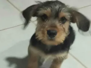 Cachorro raça -Cofap+ yorchay idade 2 a 6 meses nome  Jherod