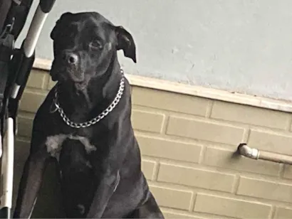 Cachorro raça SRD-ViraLata idade 2 anos nome Bruce