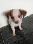 bolinha