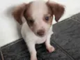bolinha