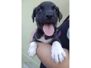 Cachorro raça SRD-ViraLata idade Abaixo de 2 meses nome Filhotes 40 dias