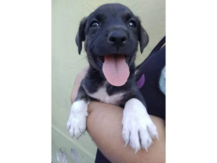 Cachorro ra a SRD-ViraLata idade Abaixo de 2 meses nome Filhotes 40 dias