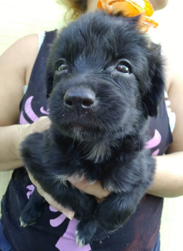 Cachorro ra a SRD-ViraLata idade Abaixo de 2 meses nome Filhotes 40 dias