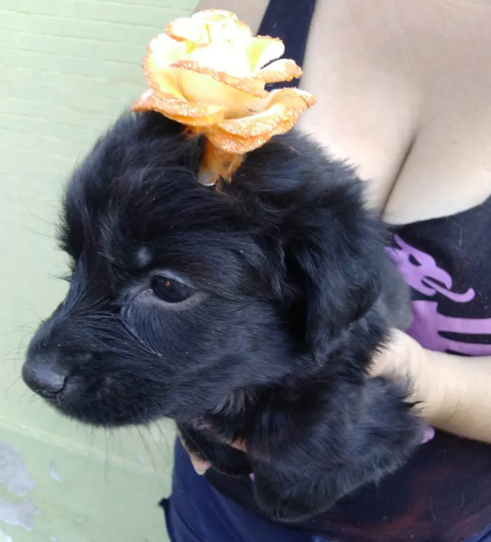 Cachorro ra a SRD-ViraLata idade Abaixo de 2 meses nome Filhotes 40 dias
