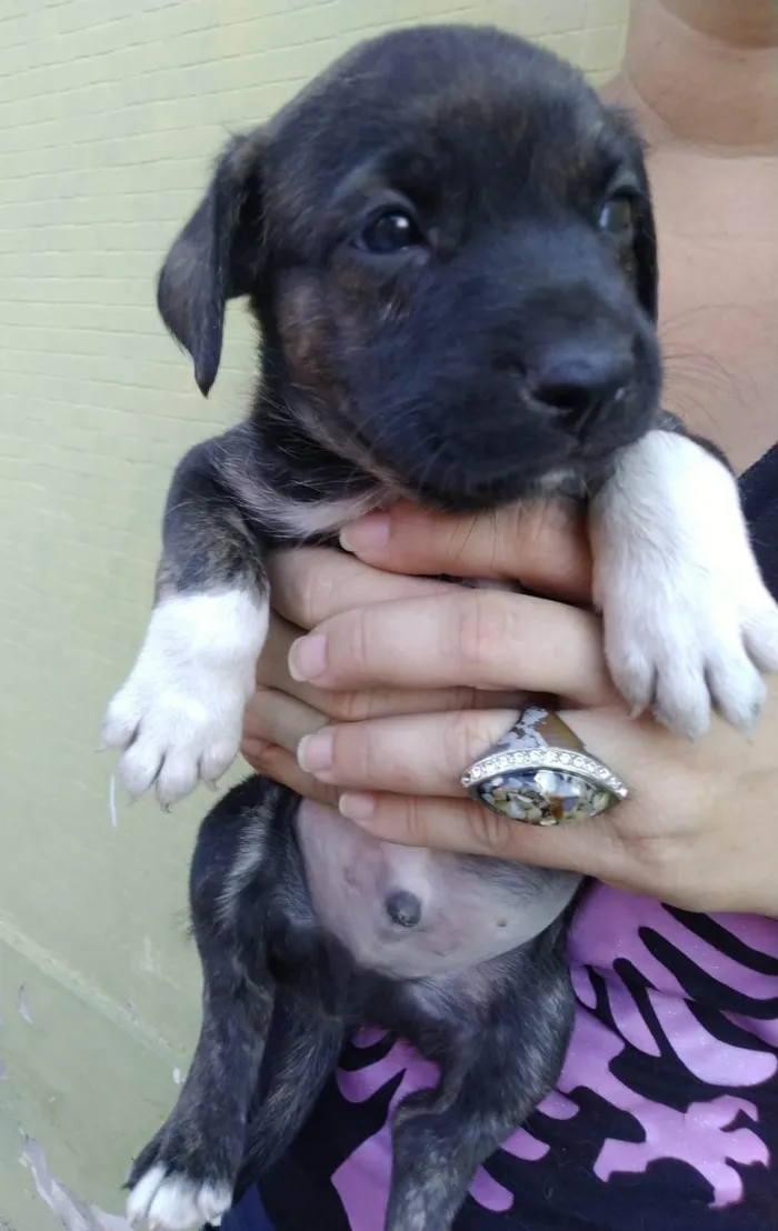 Cachorro ra a SRD-ViraLata idade Abaixo de 2 meses nome Filhotes 40 dias