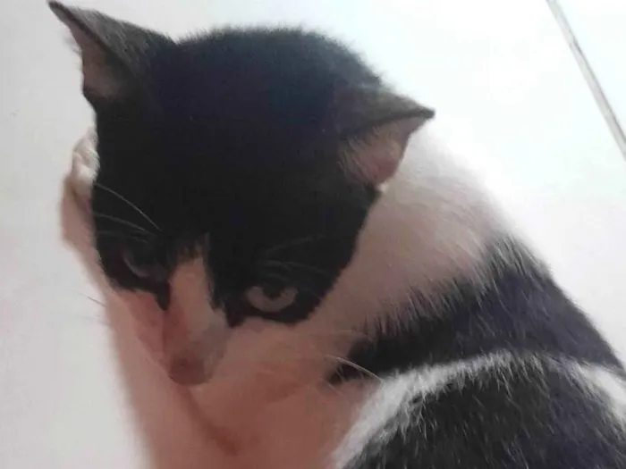 Gato ra a Não sei idade Abaixo de 2 meses nome Gatinhos sem nome