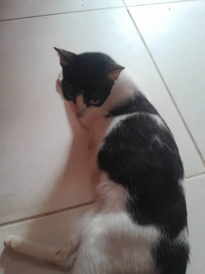 Gato ra a SRD-ViraLata idade 1 ano nome Gatunha