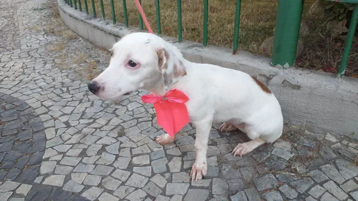 Cachorro ra a SRD-ViraLata idade 2 a 6 meses nome Baby