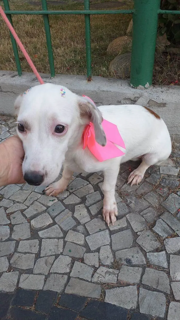 Cachorro ra a SRD-ViraLata idade 2 a 6 meses nome Baby