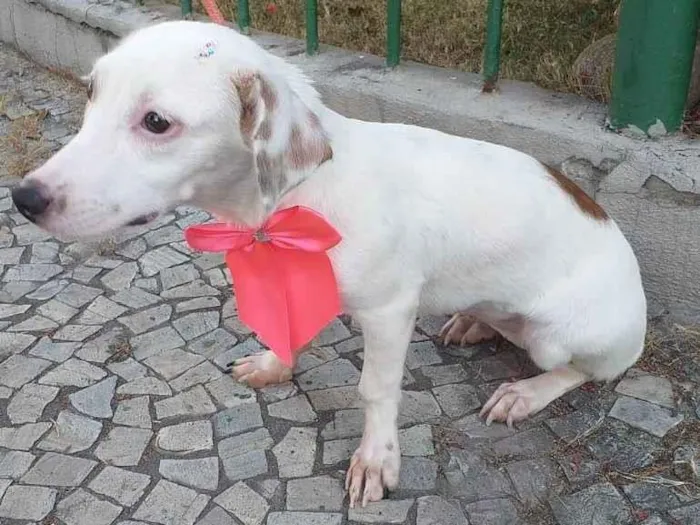 Cachorro ra a SRD-ViraLata idade 2 a 6 meses nome Baby