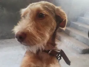 Cachorro raça SRD-ViraLata idade 7 a 11 meses nome Capo