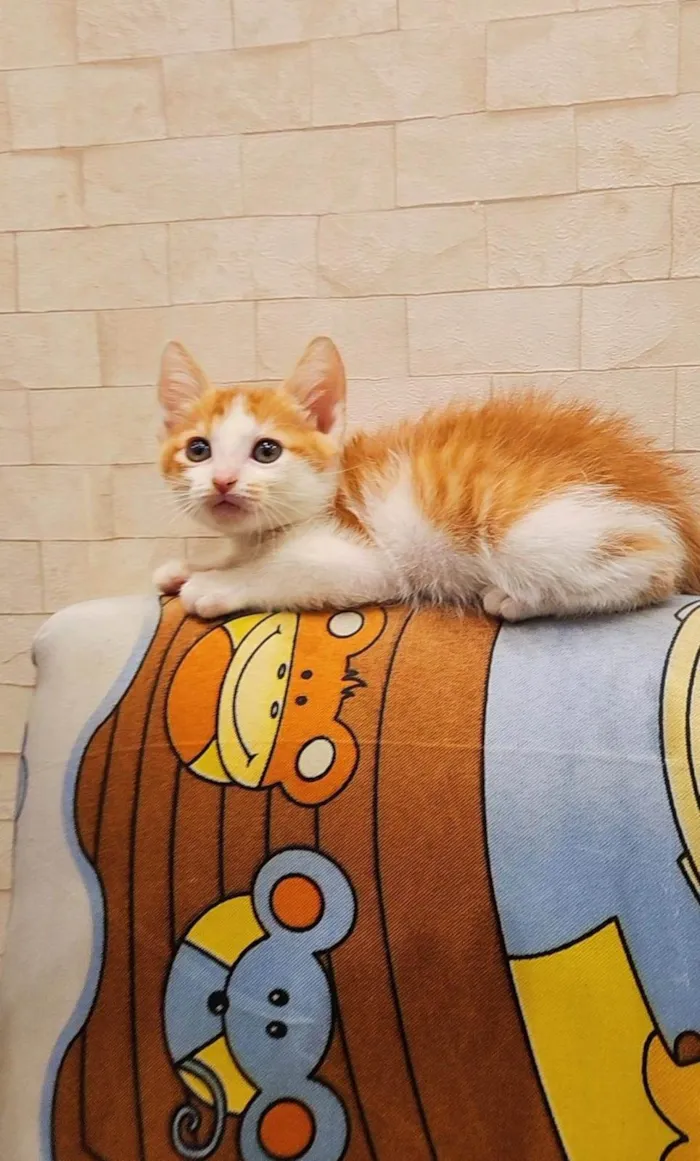Gato ra a Srd idade 2 a 6 meses nome Chedar 