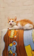 Chedar