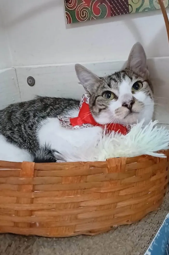 Gato ra a srd idade 2 a 6 meses nome MAÍSA