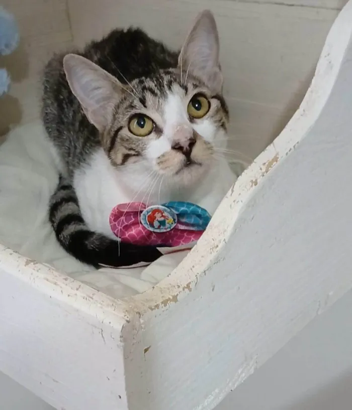 Gato ra a srd idade 2 a 6 meses nome MAÍSA