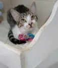 MAÍSA