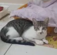 MAÍSA