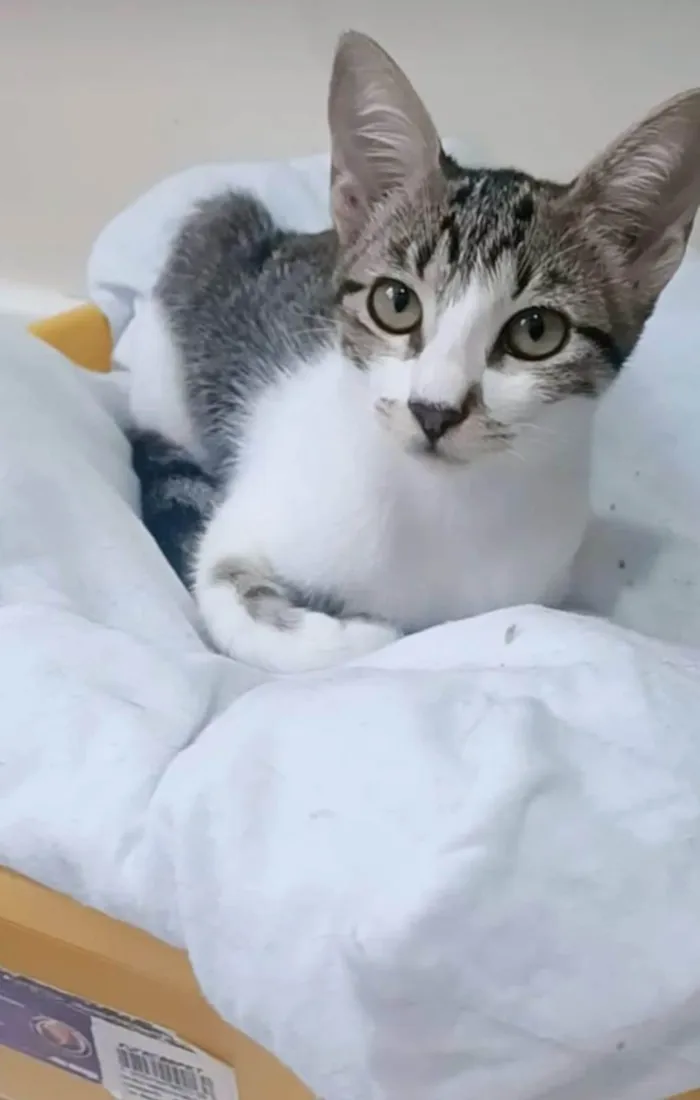 Gato ra a srd idade 2 a 6 meses nome MAÍSA