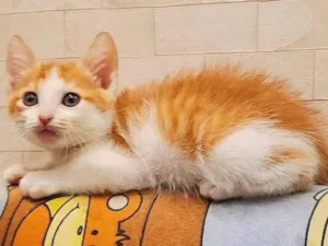 Gato raça Srd idade 2 a 6 meses nome Chedar 