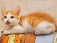 Chedar