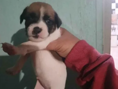 Cachorro raça  idade Abaixo de 2 meses nome Sem Nome