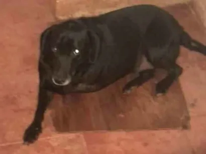 Cachorro raça Srd idade  nome Vida