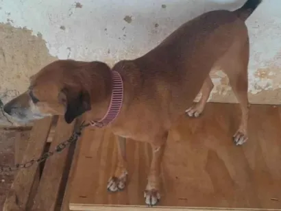 Cachorro raça Srd idade  nome Vitória 