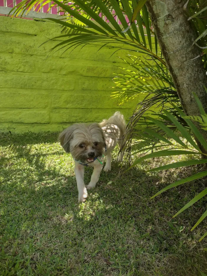 Cachorro ra a Laysa Apso  idade 1 ano nome Lucky 