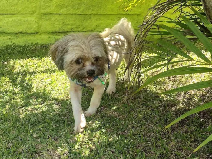 Cachorro ra a Laysa Apso  idade 1 ano nome Lucky 