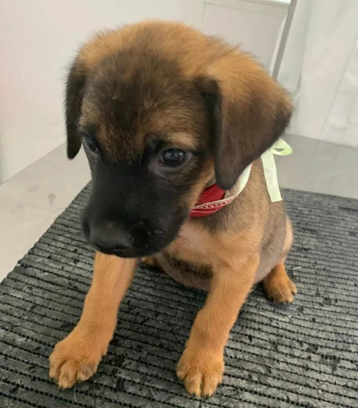 Cachorro ra a SRD-ViraLata idade 2 a 6 meses nome CUCO