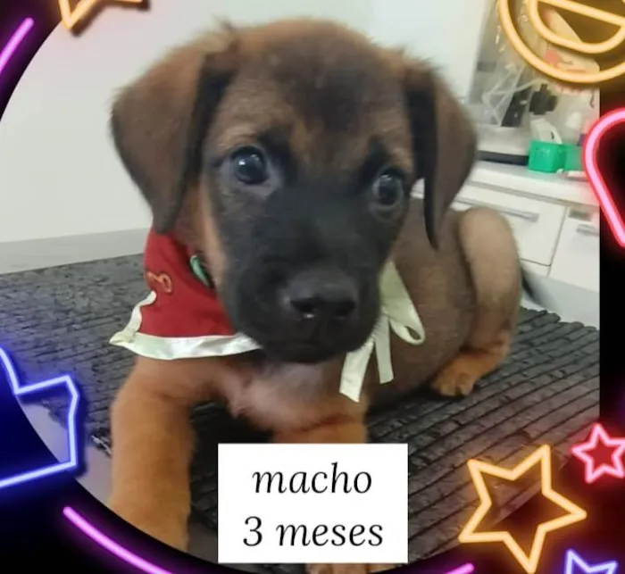 Cachorro ra a SRD-ViraLata idade 2 a 6 meses nome CUCO