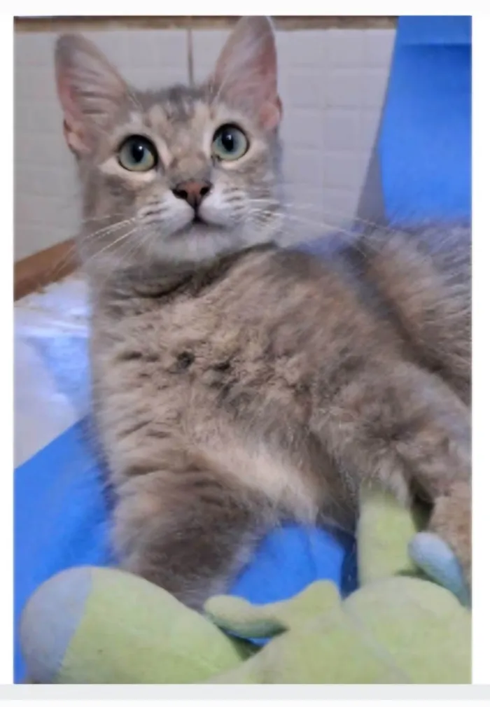Gato ra a srd idade 1 ano nome XUXA