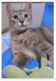 XUXA