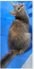XUXA