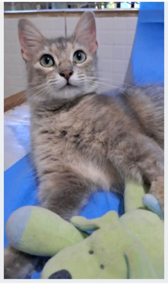 Gato ra a srd idade 1 ano nome XUXA