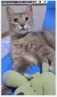 XUXA