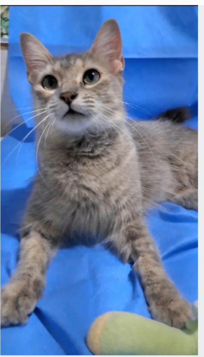 Gato ra a srd idade 1 ano nome XUXA