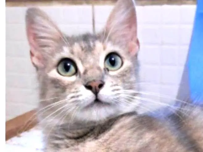 Gato ra a srd idade 1 ano nome XUXA
