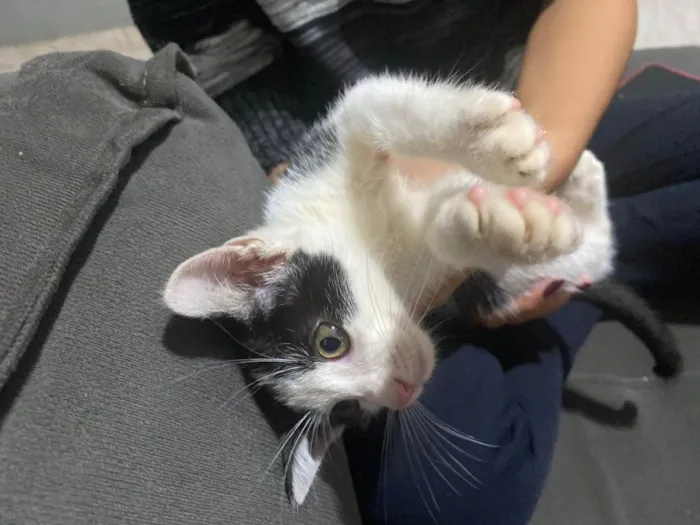 Gato ra a vira lata  idade Abaixo de 2 meses nome Fifi
