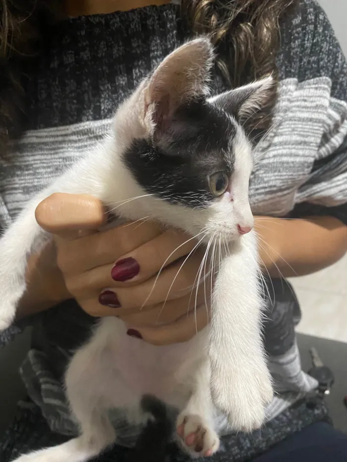 Gato ra a vira lata  idade Abaixo de 2 meses nome Fifi