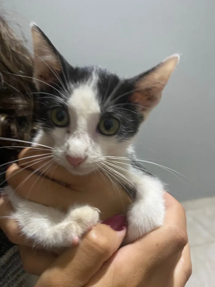 Gato ra a vira lata  idade Abaixo de 2 meses nome Fifi