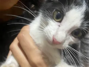 Gato raça vira lata  idade Abaixo de 2 meses nome Fifi