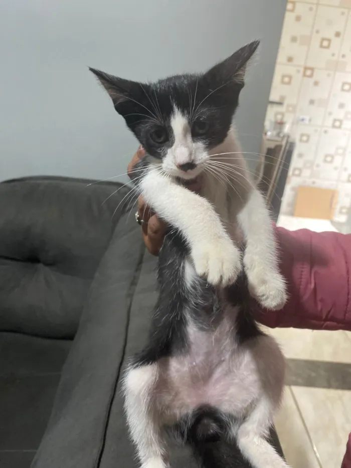 Gato ra a vira lata  idade Abaixo de 2 meses nome frajola 