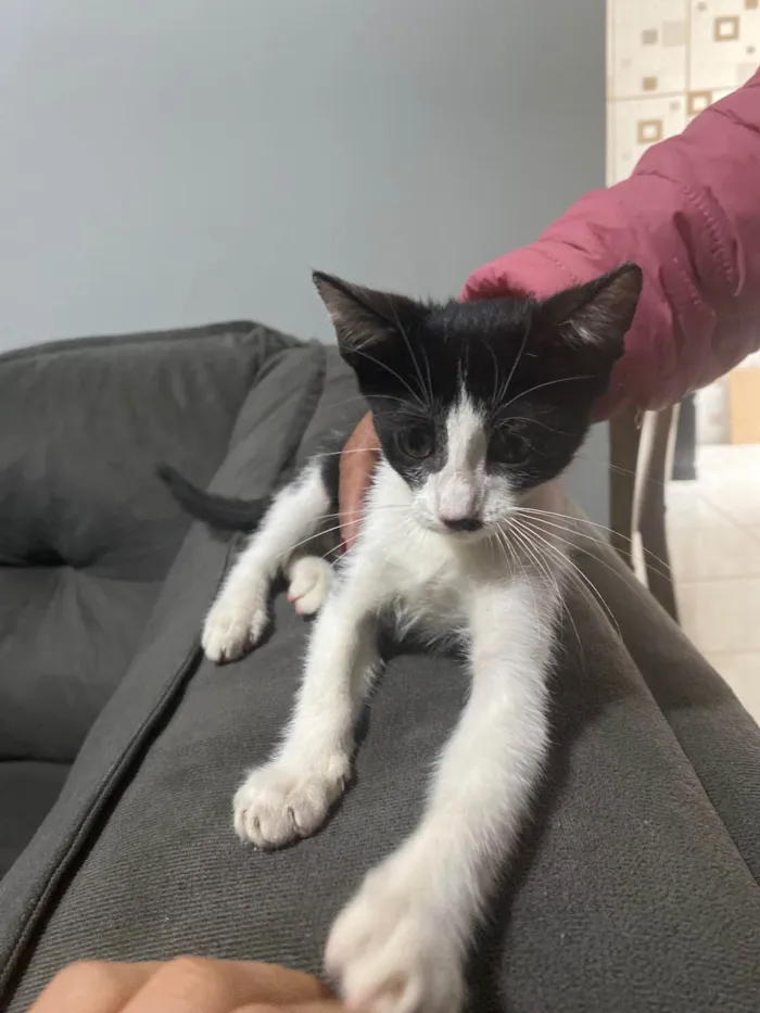 Gato ra a vira lata  idade Abaixo de 2 meses nome frajola 