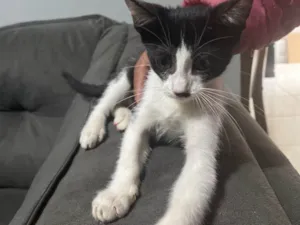 Gato raça vira lata  idade Abaixo de 2 meses nome frajola 