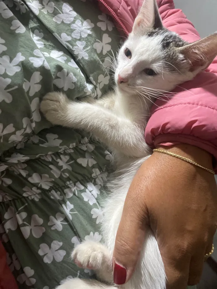 Gato ra a SRD-ViraLata idade Abaixo de 2 meses nome denguinho 