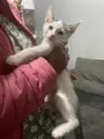 denguinho 